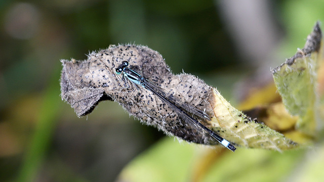 Monsieur l'Agrion élégant