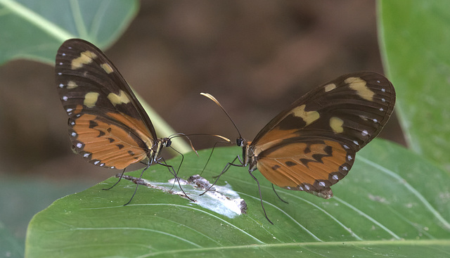 EF7A1349-CR2 DxO DeepPRIME -1Butterflies