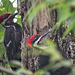 Pileated Woodpeckers (2017)