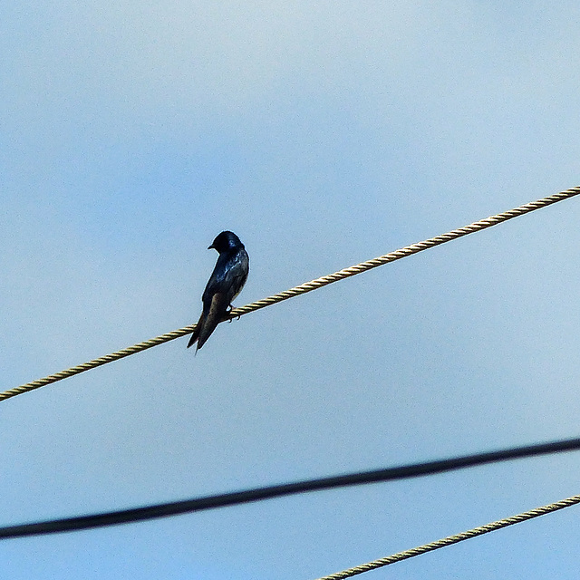 Caribbean Martin, Tobago, Day 2