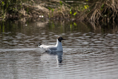 20170404 2735VRTw [D~MI] Lachmöwe, Großes Torfmoor, Hille