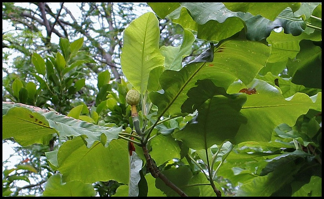 Magnolia macrophylla