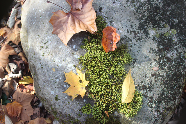 I arranged the leaves on this rock:)  , but the moss was growing there...Roaring Fork Trail,  Gatlinburg, Tennessee... USA