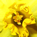 Pretty trumpet of the daffodil