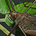 Cricket IMG_6953