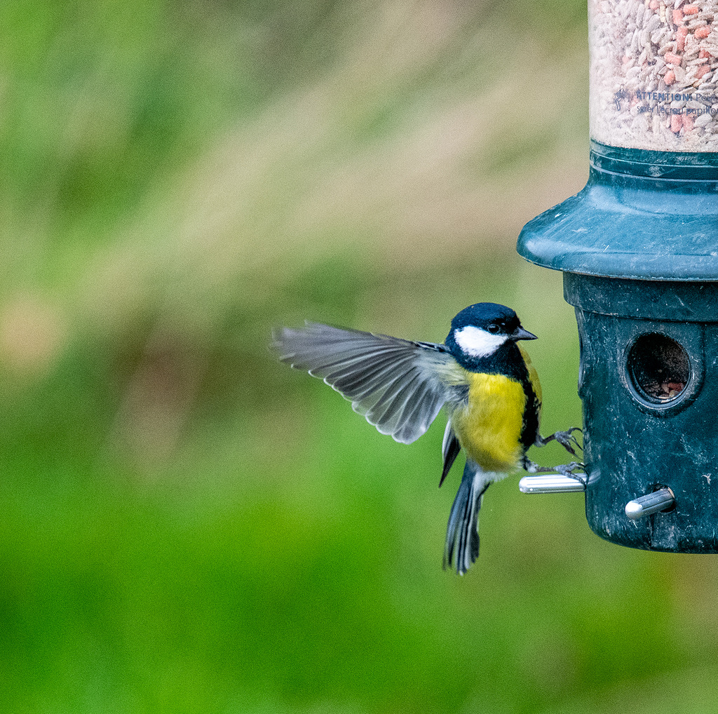 Great tit