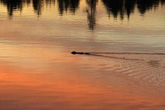 Muskrat and Sunset