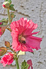 pink hollyhock and bee