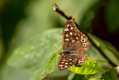 Speckled wood butterfly