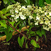 20220715 1485CPw [D~LIP] Rispenhortensie, Bad Salzuflen