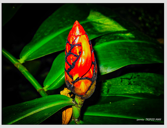 Botanischer Garten Basel