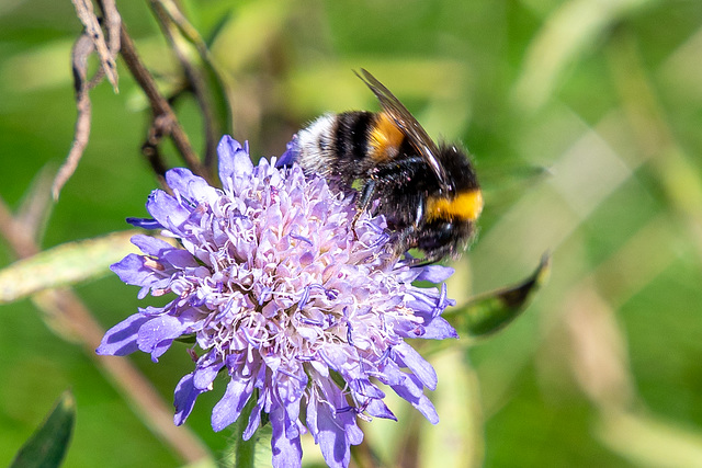 White-tailed Bumblebee-DSZ6170