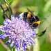 White-tailed Bumblebee-DSZ6170