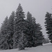 20250112 Raquettes Crêtes de Charande (Vercors) (71)