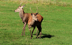 deux jeunes cerfs ....daguets .