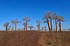 Madagascar, Tanandava Baobabs Forest