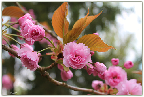 branche de prunus