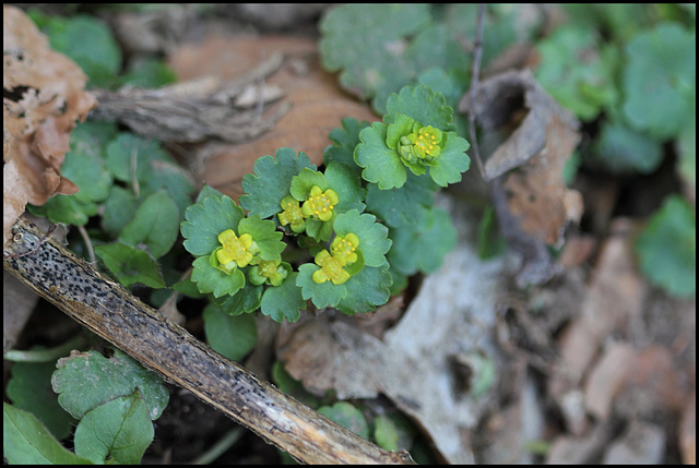 Chrysosplenium alternifolium (1)