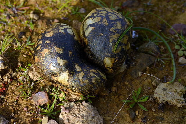 Melanogaster variegatus