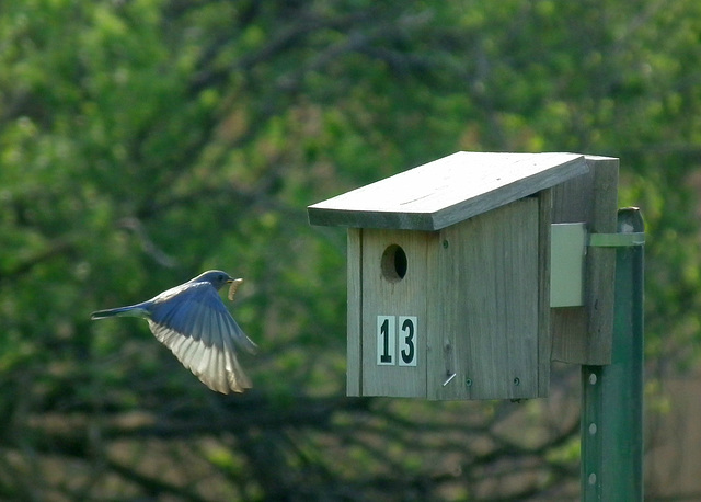 merlebleu de l'est / eastern bluebird merlebleu de l'est / eastern bluebird