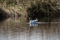 20170404 2736VRTw [D~MI] Lachmöwe, Großes Torfmoor, Hille