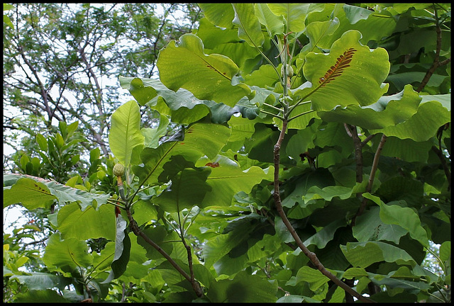 Magnolia macrophylla - Magnolia à grandes feuilles