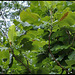 Magnolia macrophylla - Magnolia à grandes feuilles