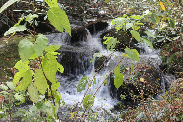 Roaring Fork Motor Trail,  outside Gatlinburg, Tennessee..USA