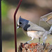 Tufted Titmouse