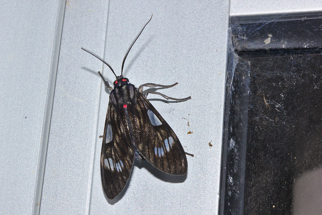 Moth IMG_6969
