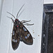 Moth IMG_6969