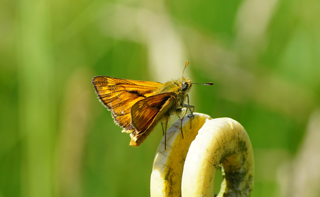 Rostfarbiger Dickkopffalter (Ochlodes sylvanus)