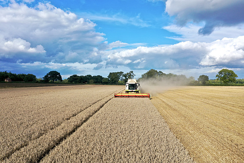 Getting the harvest in