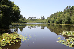 Lilly Pond