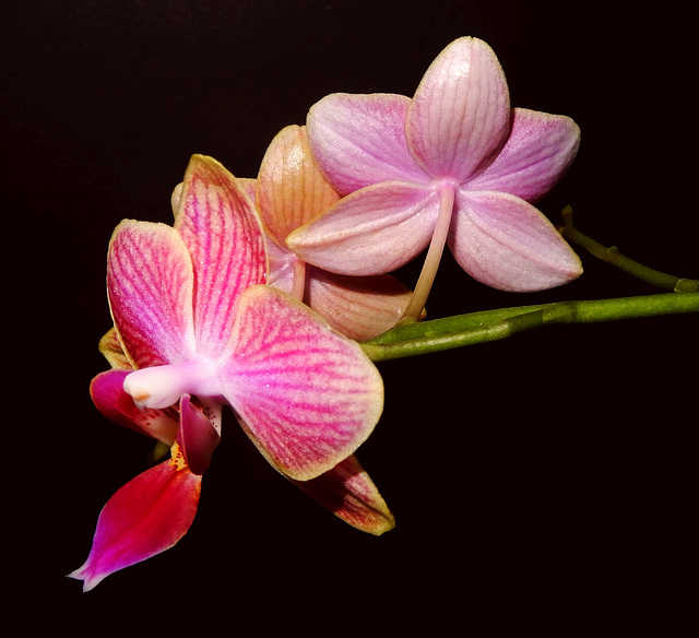 Schmetterlingsorchidee - Phalaenopsis