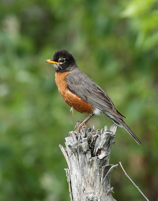 American robin / merle d'Amérique