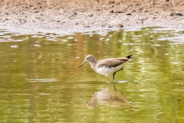 Green sandpiper