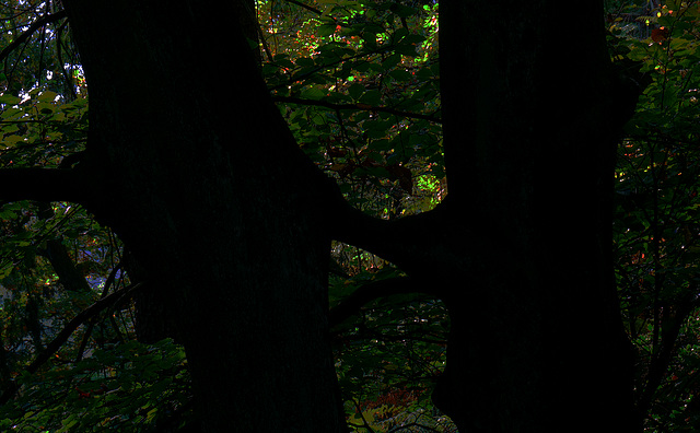 Wald, Horn Bad-Meinberg