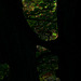 Wald, Horn Bad-Meinberg