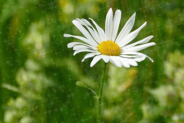 Marguerite