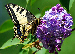 DSC 1900 - Swallowtail on Lilac