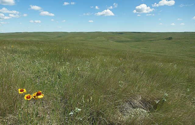 Wideview coneflowers