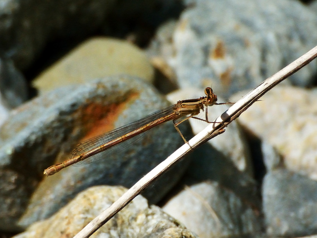 Common Winter Damsel f (Sympecma fusca) DSC 5168