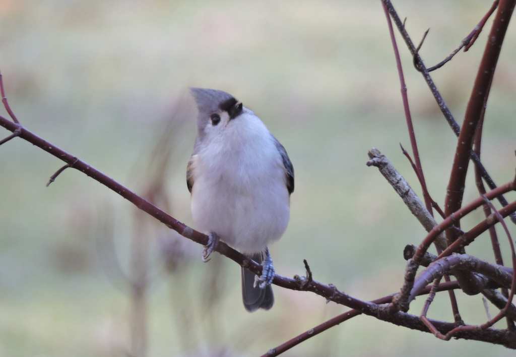 Tufted Titmouse