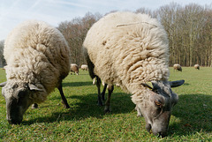 Broutons, broutons, broutons, c'est la devise des moutons !