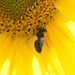 Biene in der Blüte einer Sonnenblume