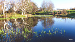 Reflections on a Winter morning.