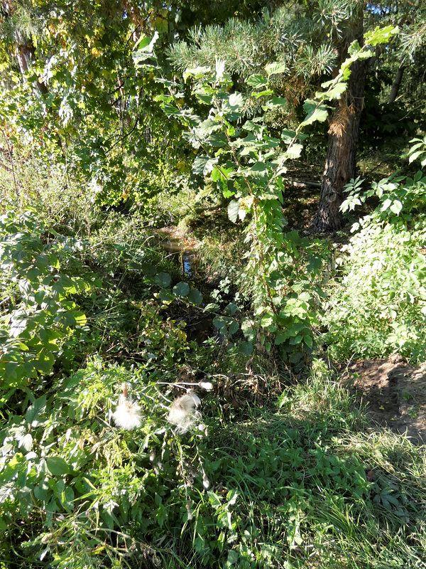 Rinnsal