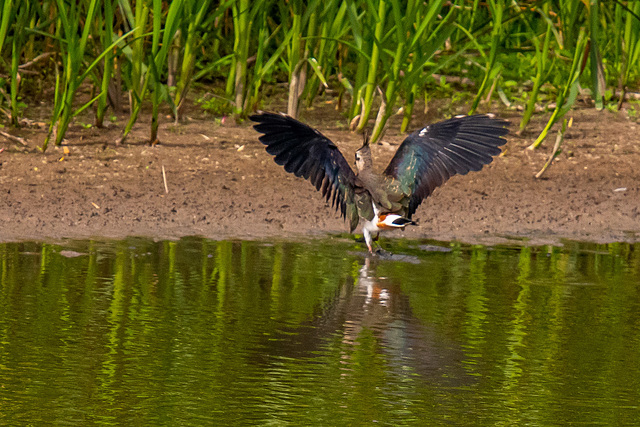 Lapwing