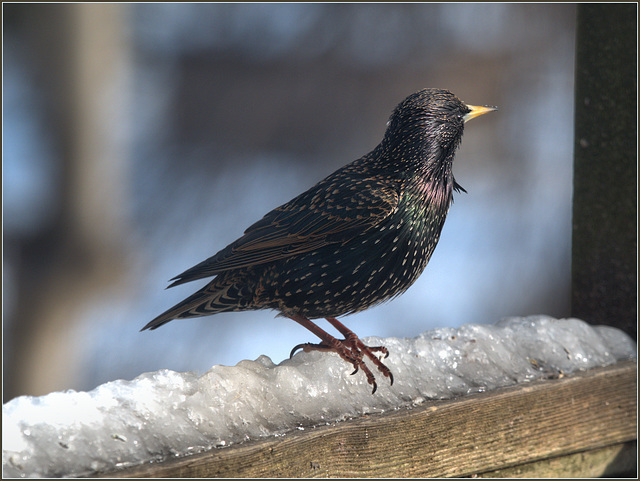 Starling